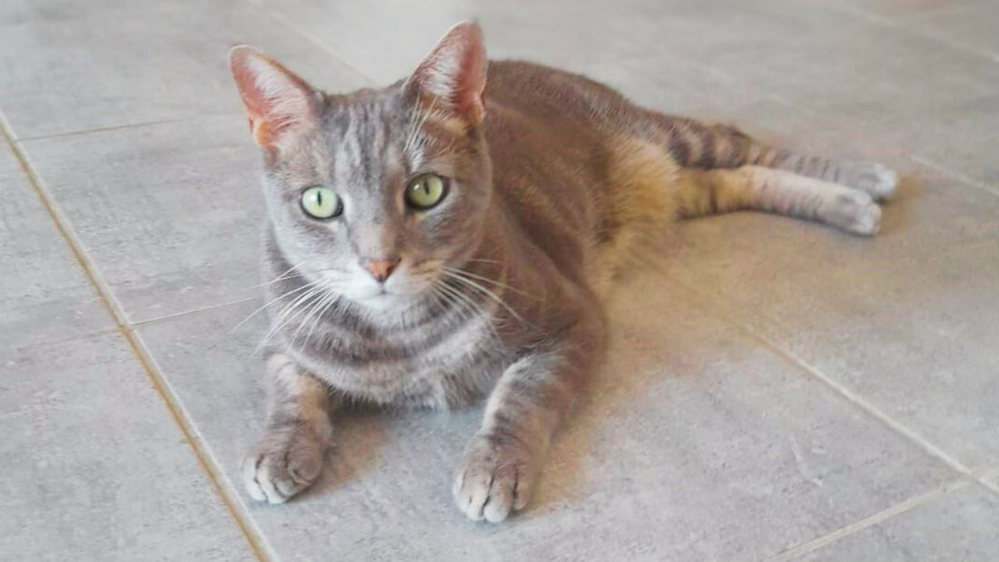 Et si les chats avaient beaucoup plus à nous apprendre que nous le pensons ?
