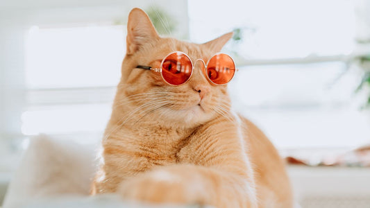 Nos animaux perçoivent ils les énergies, le monde subtil ?