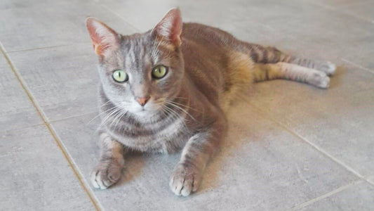 Et si les chats avaient beaucoup plus à nous apprendre que nous le pensons ?