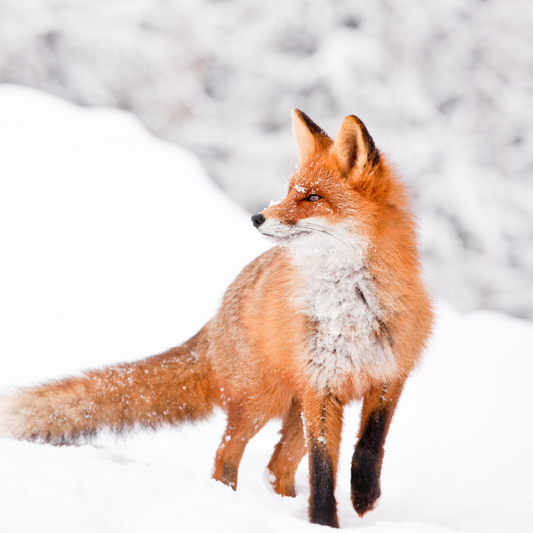 Soin et guidance chamanique, voyage vers ton animal protecteur