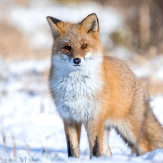 L'esprit animal qui t'accompagne, guidance format écrit (ou option vidéo)