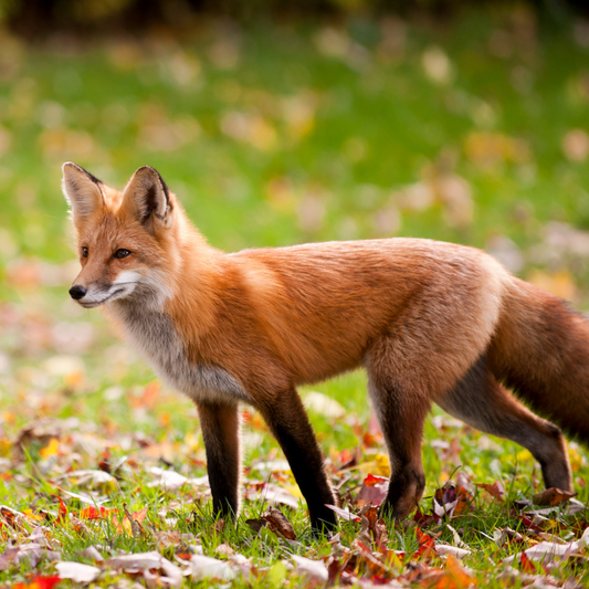 Rencontre avec ton Animal Totem, guidance et méditation en visio