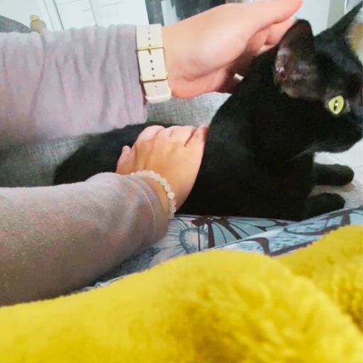 Soin énergétique animalier